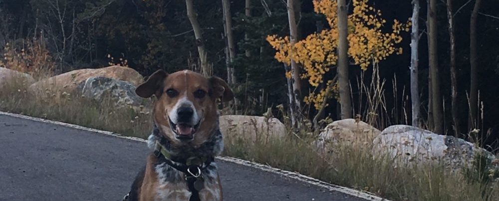 MINDFUL DOG TRAINING